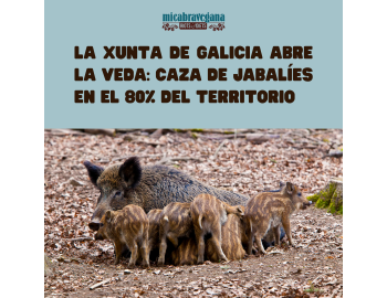 La Xunta de Galicia Abre la Veda: Caza de Jabalíes en el 80% del Territorio